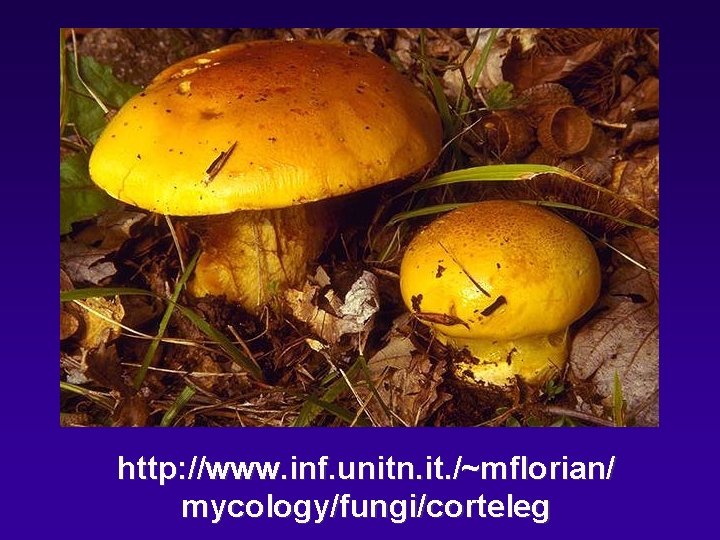 http: //www. inf. unitn. it. /~mflorian/ mycology/fungi/corteleg 