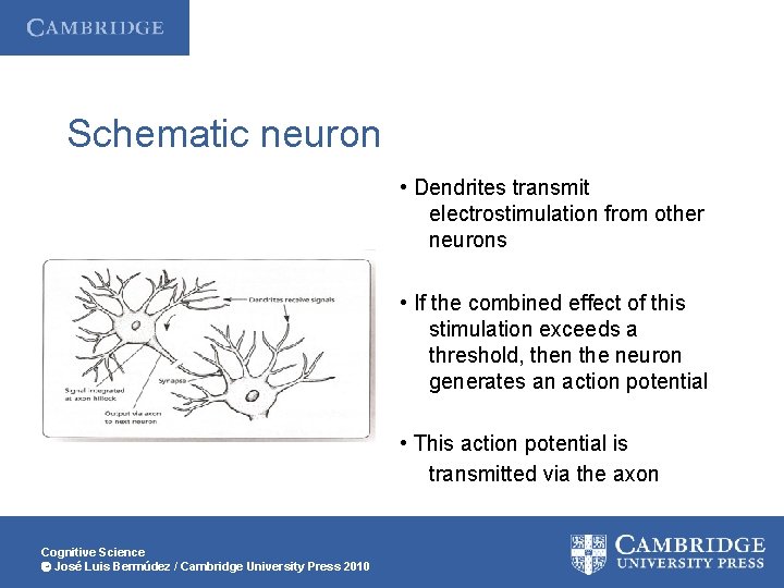 Schematic neuron • Dendrites transmit electrostimulation from other neurons • If the combined effect