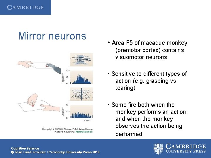 Mirror neurons • Area F 5 of macaque monkey (premotor cortex) contains visuomotor neurons