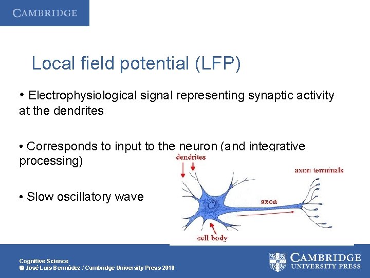 Local field potential (LFP) • Electrophysiological signal representing synaptic activity at the dendrites •