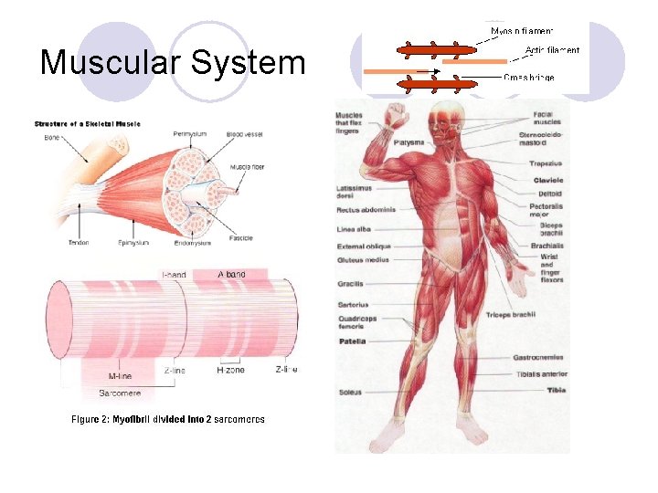 Muscular System 