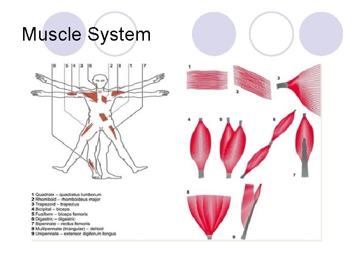 Muscle System 