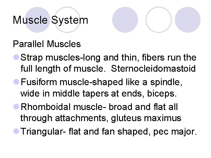 Muscle System Parallel Muscles l Strap muscles-long and thin, fibers run the full length