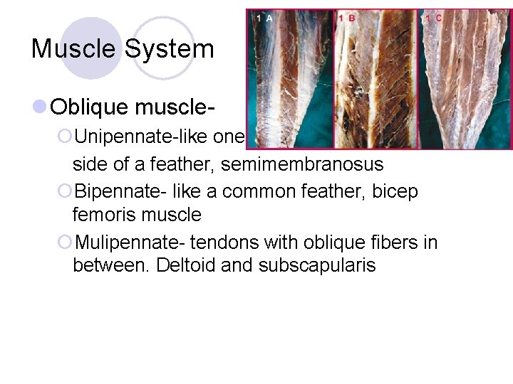 Muscle System l Oblique muscle¡Unipennate-like one side of a feather, semimembranosus ¡Bipennate- like a