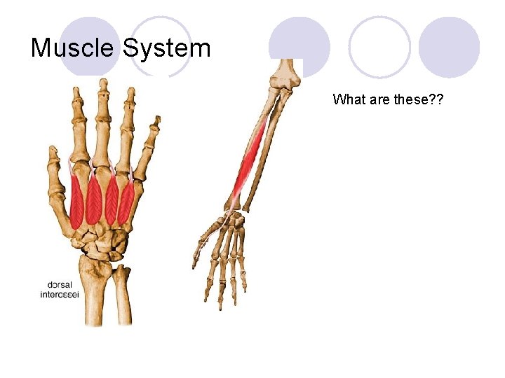 Muscle System What are these? ? 