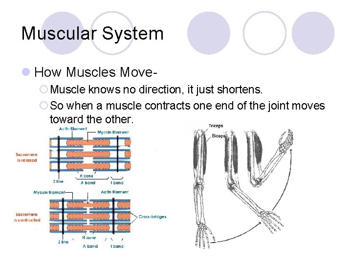 Muscular System l How Muscles Move¡ Muscle knows no direction, it just shortens. ¡