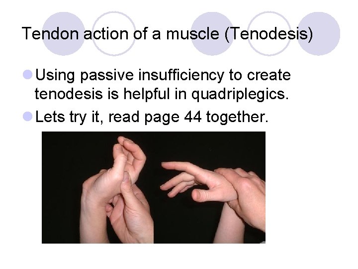 Tendon action of a muscle (Tenodesis) l Using passive insufficiency to create tenodesis is