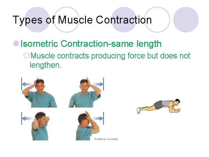 Types of Muscle Contraction l Isometric Contraction-same length ¡Muscle contracts producing force but does