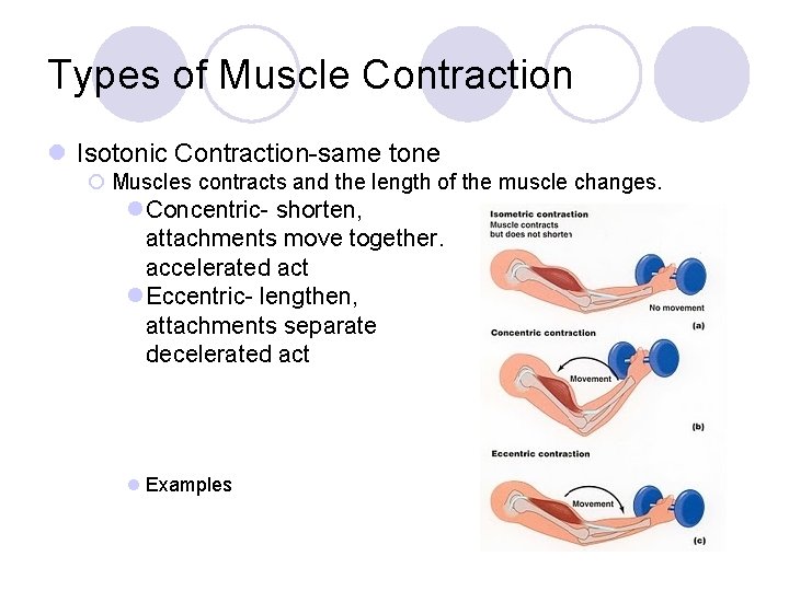 Types of Muscle Contraction l Isotonic Contraction-same tone ¡ Muscles contracts and the length