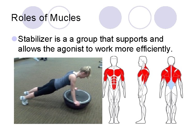 Roles of Mucles l Stabilizer is a a group that supports and allows the