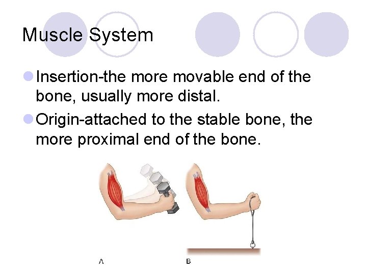 Muscle System l Insertion-the more movable end of the bone, usually more distal. l