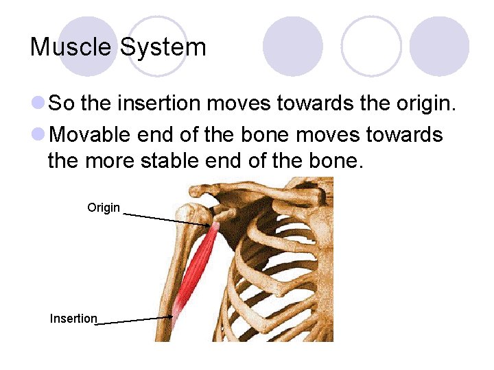 Muscle System l So the insertion moves towards the origin. l Movable end of