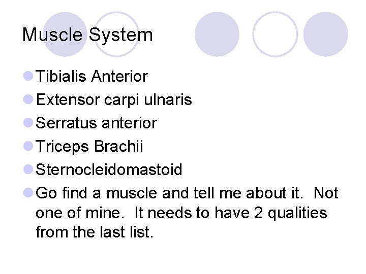 Muscle System l Tibialis Anterior l Extensor carpi ulnaris l Serratus anterior l Triceps