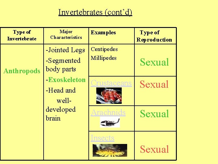 Invertebrates (cont’d) Type of Invertebrate Major Characteristics -Jointed Legs -Segmented Anthropods body parts -Exoskeleton