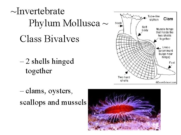 ~Invertebrate Phylum Mollusca ~ Class Bivalves – 2 shells hinged together – clams, oysters,