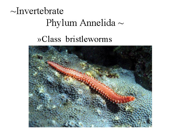 ~Invertebrate Phylum Annelida ~ » Class bristleworms 