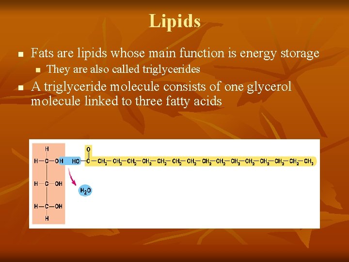 Lipids n Fats are lipids whose main function is energy storage n n They