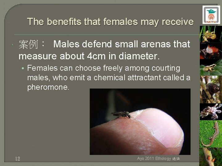 The benefits that females may receive 案例： Males defend small arenas that measure about