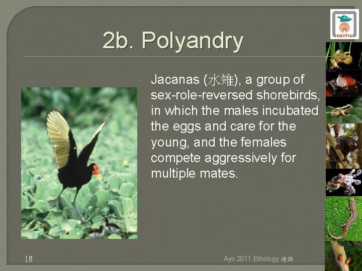 2 b. Polyandry 18 Jacanas (水雉), a group of sex-role-reversed shorebirds, in which the