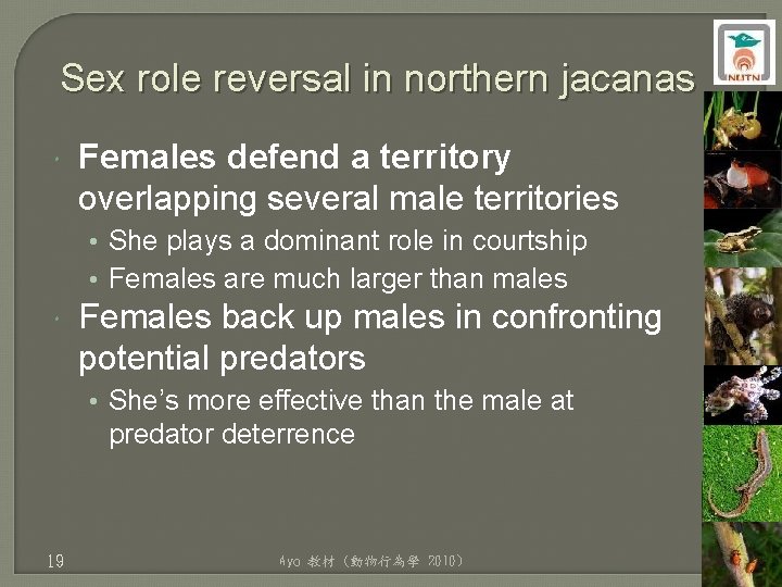 Sex role reversal in northern jacanas Females defend a territory overlapping several male territories