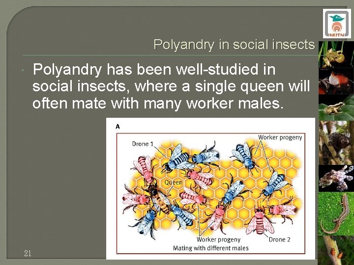 Polyandry in social insects 21 Polyandry has been well-studied in social insects, where a