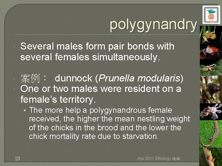 polygynandry Several males form pair bonds with several females simultaneously. 案例： dunnock (Prunella modularis)