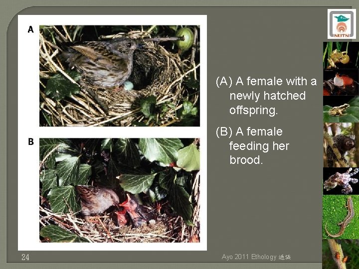 (A) A female with a newly hatched offspring. (B) A female feeding her brood.