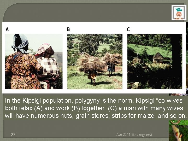 In the Kipsigi population, polygyny is the norm. Kipsigi “co-wives” both relax (A) and