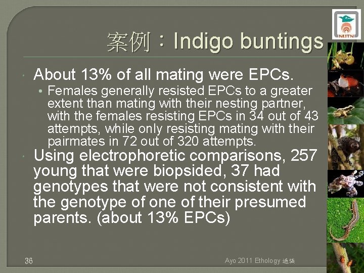 案例：Indigo buntings About 13% of all mating were EPCs. • Females generally resisted EPCs
