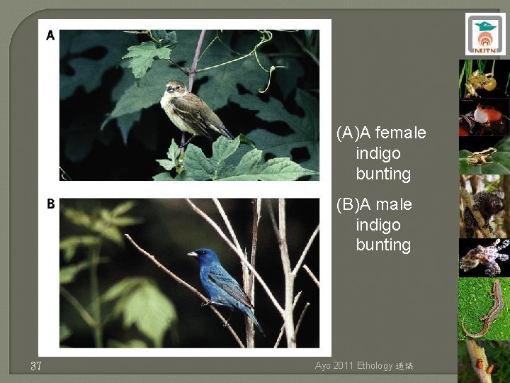 (A)A female indigo bunting (B)A male indigo bunting 37 Ayo 2011 Ethology 通識 