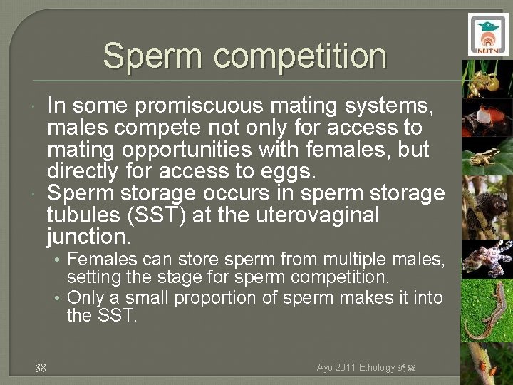 Sperm competition In some promiscuous mating systems, males compete not only for access to