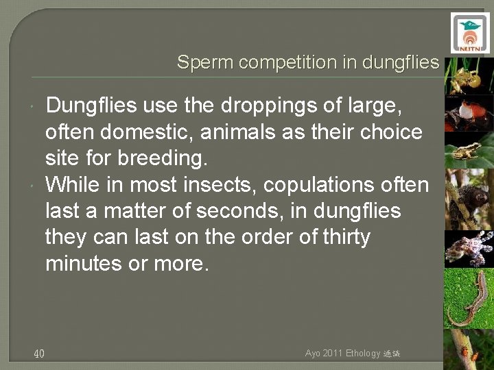 Sperm competition in dungflies 40 Dungflies use the droppings of large, often domestic, animals