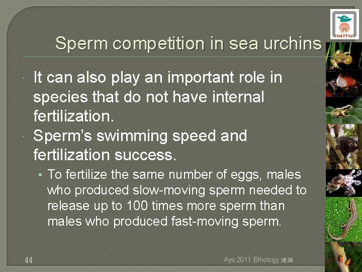 Sperm competition in sea urchins It can also play an important role in species