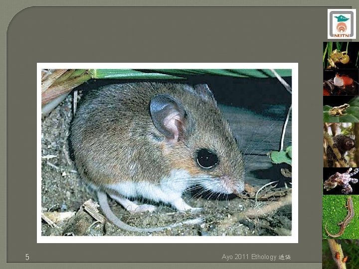 5 Ayo 2011 Ethology 通識 