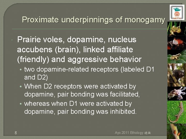 Proximate underpinnings of monogamy Prairie voles, dopamine, nucleus accubens (brain), linked affiliate (friendly) and