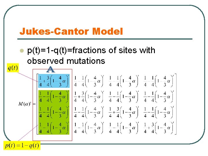 Jukes-Cantor Model l p(t)=1 -q(t)=fractions of sites with observed mutations 