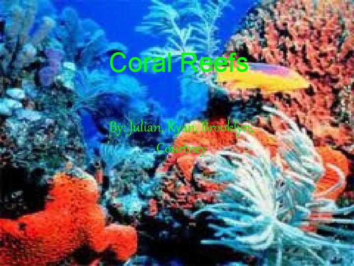 Coral Reefs By: Julian, Ryan, Brooklyn, Courtney 