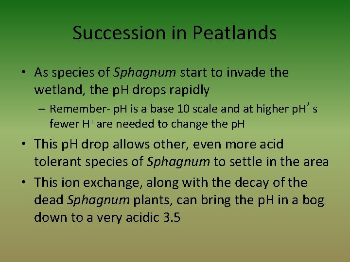 Succession in Peatlands • As species of Sphagnum start to invade the wetland, the