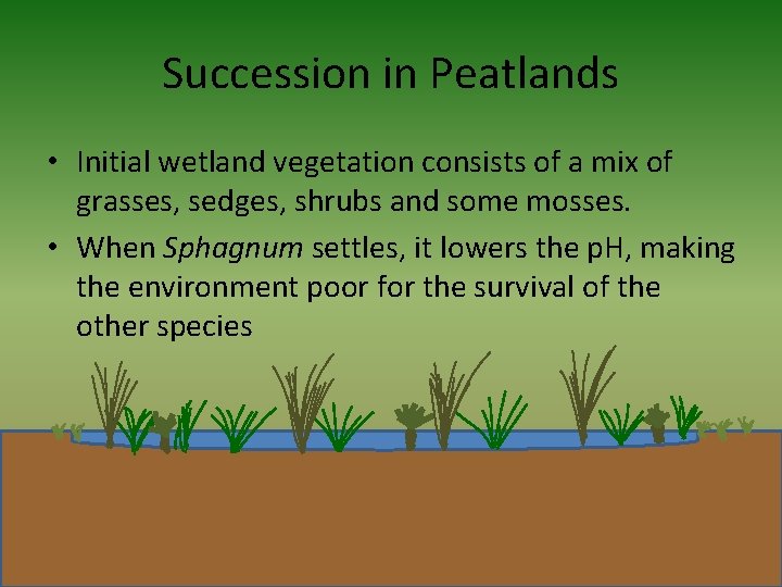 Succession in Peatlands • Initial wetland vegetation consists of a mix of grasses, sedges,