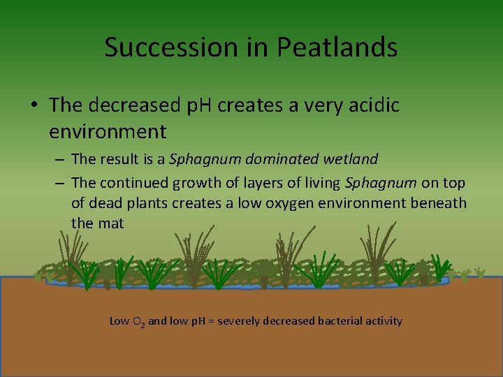 Succession in Peatlands • The decreased p. H creates a very acidic environment –