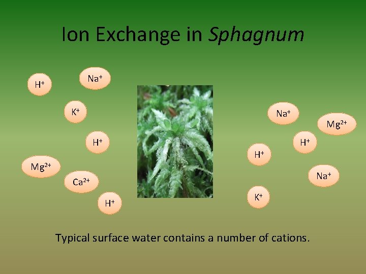 Ion Exchange in Sphagnum Na+ H+ K+ Na+ H+ H+ Mg 2+ H+ Na+