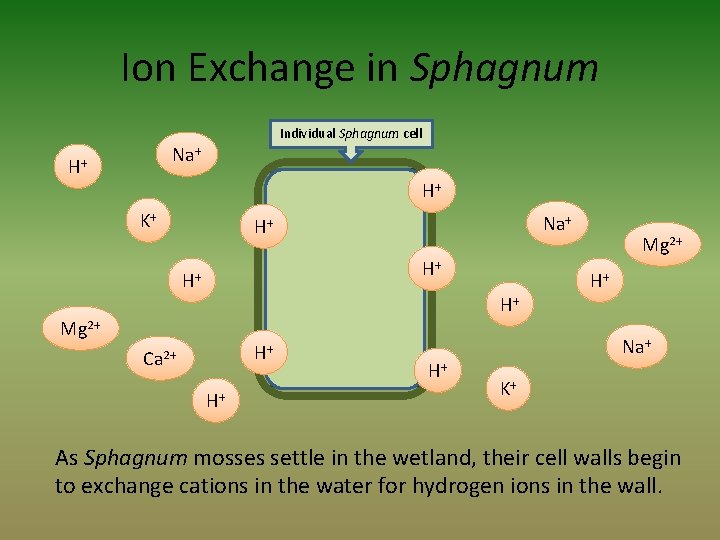 Ion Exchange in Sphagnum Individual Sphagnum cell Na+ H+ H+ K+ Na+ H+ H+