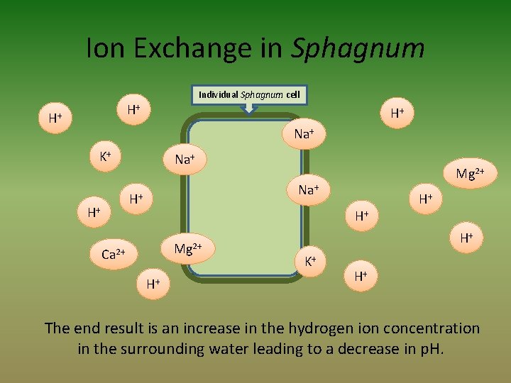 Ion Exchange in Sphagnum Individual Sphagnum cell H+ H+ H+ Na+ K+ Na+ H+