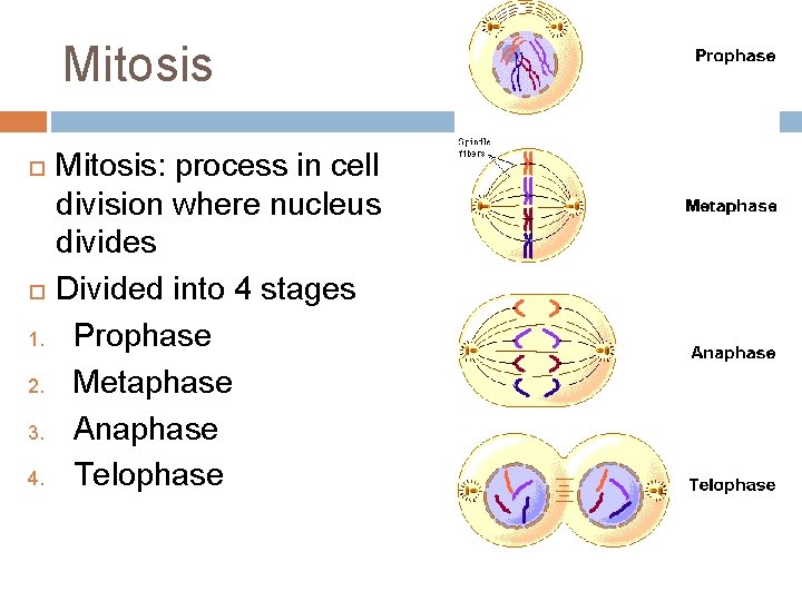 Mitosis 1. 2. 3. 4. Mitosis: process in cell division where nucleus divides Divided