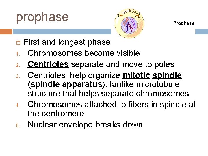 prophase 1. 2. 3. 4. 5. First and longest phase Chromosomes become visible Centrioles