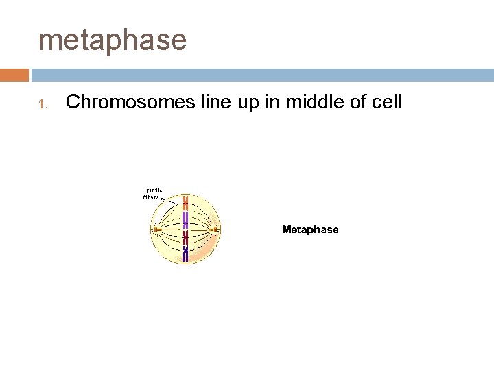 metaphase 1. Chromosomes line up in middle of cell 