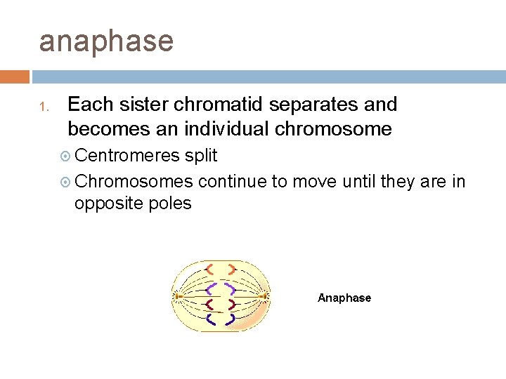 anaphase 1. Each sister chromatid separates and becomes an individual chromosome Centromeres split Chromosomes