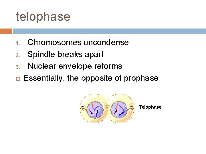 telophase 1. 2. 3. Chromosomes uncondense Spindle breaks apart Nuclear envelope reforms Essentially, the telophase 1. 2. 3. Chromosomes uncondense Spindle breaks apart Nuclear envelope reforms Essentially, the