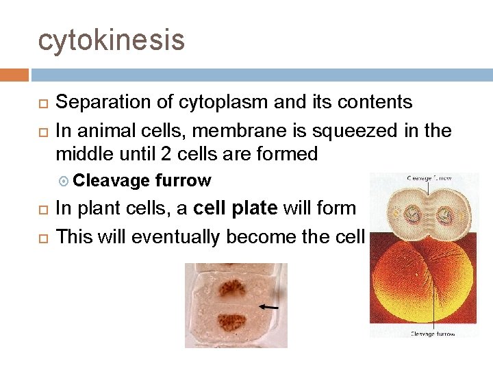 cytokinesis Separation of cytoplasm and its contents In animal cells, membrane is squeezed in