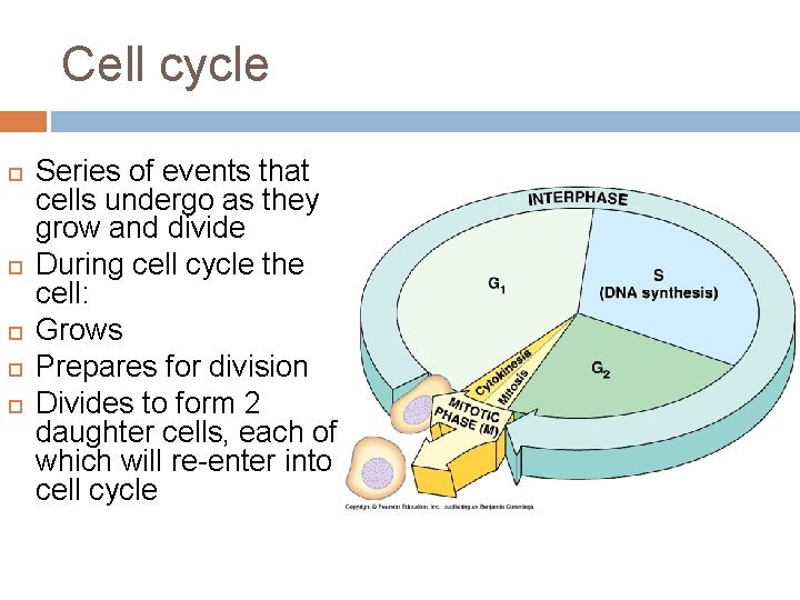 Cell cycle Series of events that cells undergo as they grow and divide During